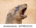 Seals on the beach. The Cape Cross Seal Reserve, the world’s largest breeding colony of Cape fur seals (Arctocephalus pusillus), with up to 200 000 seals.  In Febrary there are many 3 month old pups.