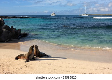 Seals on a beach on the island of Espanola in Galapagos