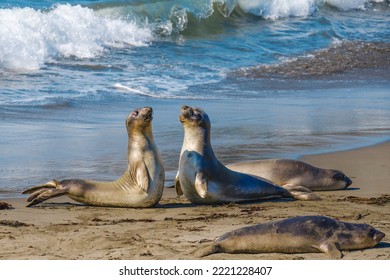 Seals on the beach. Young elephant seals close up, beautiful ocean waves on background, San Simeon, California Central Coast - Shutterstock ID 2221228407