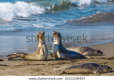 Seals on the beach. Young elephant seals close up, beautiful ocean waves on background, San Simeon, California Central Coast