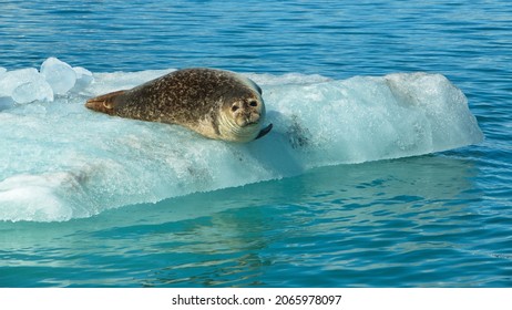 Seals On Floating Ice On Lake Jökulsarlon In Vatnajökull National Park, Iceland, Europe
