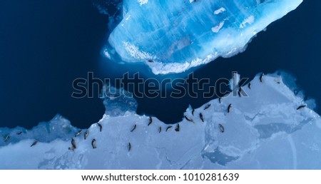 seals on the ice floe in aerial view