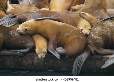 Seals on a Pile on a San Francisco Pier 