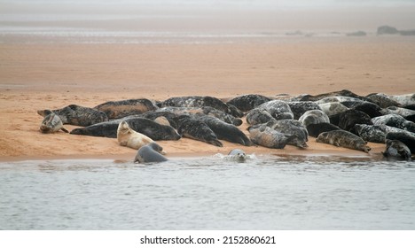 Seals On The Sands At The Scottish Coastline