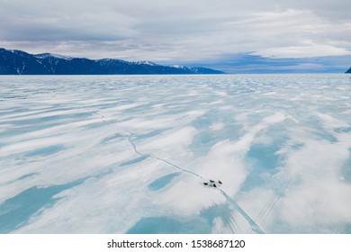 Seals On The Sea Ice Pond Inlet, Nunavut, Canada