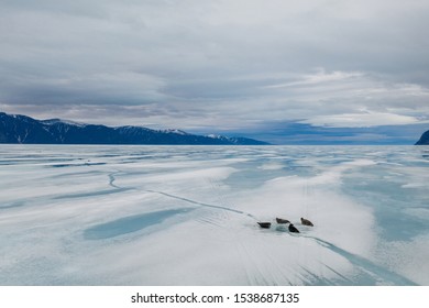 Seals On The Sea Ice Pond Inlet, Nunavut, Canada