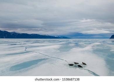 Seals On The Sea Ice Pond Inlet, Nunavut, Canada