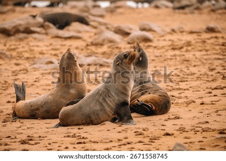 seals playing at the beach namibia