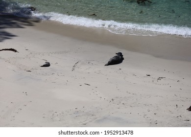 Seals In Point Lobos State Park In California