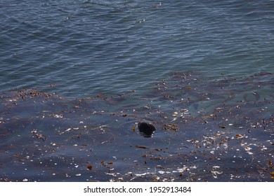 Seals In Point Lobos State Park In California