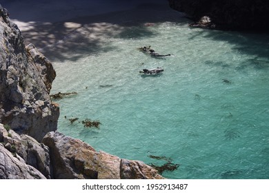 Seals In Point Lobos State Park In California