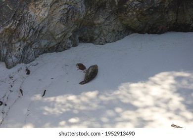 Seals In Point Lobos State Park In California