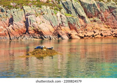 Seals Resting On The Reef Rock At The Inner Hebrides Islands