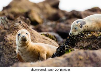 Seals at a rocky beach near the sea shore
