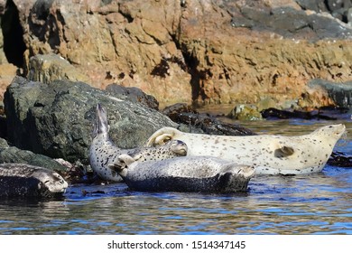 Seals Sanctuary Group Spotted Seals Largha Stock Photo 1514347145