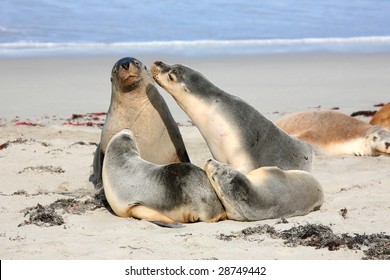 Seals At Seal Bay Kangaroo Island South Australia