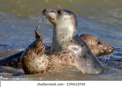 Seals At The Seal Colony On The Beach At Horsey, Norfolk, UK