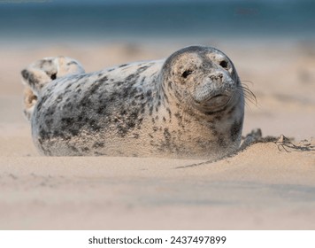 Seals are semi-aquatic marine mammals belonging to the order Carnivora. They are known for their streamlined bodies, which are adapted for swimming.