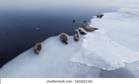 Seals (spotted Seal, Largha Seal, Phoca Largha) Laying On The Edge Of Sea Ice Floe. Aerial Image Of Wild Spotted Seals In Nature.