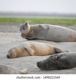 Seals Sun Bathing On The Beach At Wells Next The Sea Near Holkham In Norfolk, UK