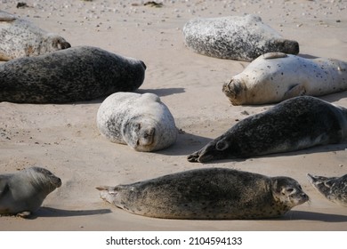 Seals Sun Themselves On A Sandy Beach Pinnipedia