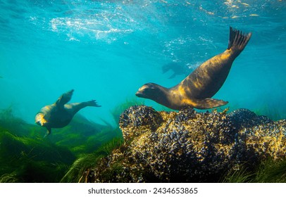 Seals swim in the underwater world. Underwater seal. Seal in underwater world. Seal swim