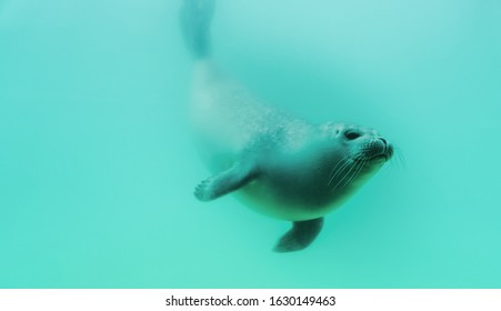 Seals Swimming In Blue Water Scene