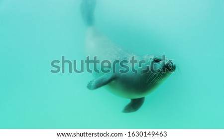 Seals swimming in blue water scene