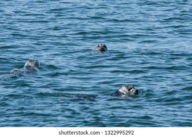 Seal Watching Images Stock Photos Vectors Shutterstock - 