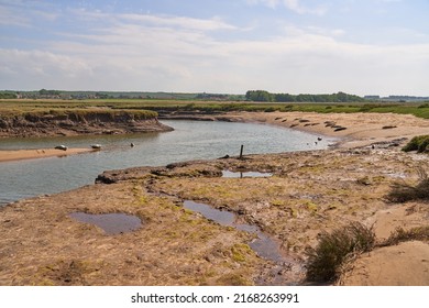 Seals In A Tidal Creek At Low Tide                      