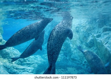 Seals under water
