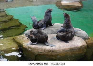 Seals At The Vancouver Aquarium