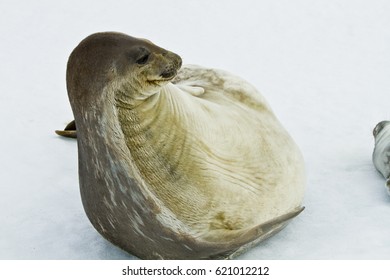 The Seals Of The Weddell Sea