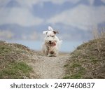 Sealyham Terrier dog running in a field on a bright sunny day