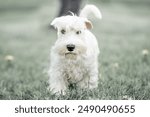 Sealyham Terrier dog walking in a field on a bright sunny day
