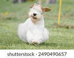 Sealyham Terrier dog walking in a field on a bright sunny day
