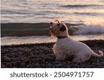 Sealyham terrier dog walking on the pebble beach