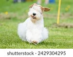 Sealyham Terrier dog walking through a field on a bright sunny summer day

