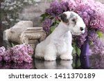 sealyham terrier puppy on a background of blossoming lilac
