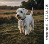 The Sealyham Terrier is a small, sturdy breed known for its playful and loyal nature. Originally bred in Wales for hunting small game, this dog has a distinctive appearance with a strong, compact body