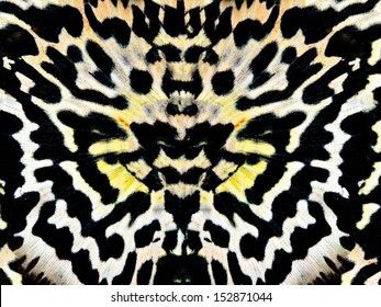 Seamless Black & White Close Up Butterfly Wing Pattern Background 