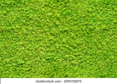 Seamless Close Up Green Moss Texture