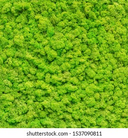 Seamless Close Up Green Moss Texture