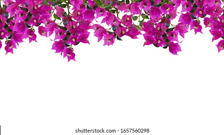 Seamless floral frame, mockup. Beautiful flowering bougainvillia tree twigs with bright pink flowers isolated on white background. Space for your text. 