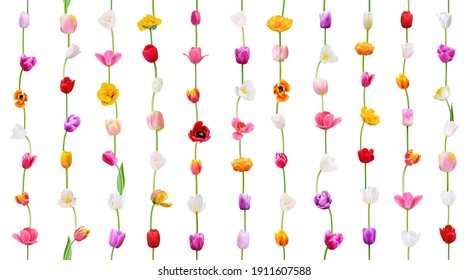 Seamless flower pattern on white background. Colorful Tulip (vertical lines) useful for wallpaper, wedding decoration, holiday romantic floral design or textile summer print - Shutterstock ID 1911607588