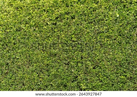 A seamless green leaf wall texture. This dense, manicured hedge provides a perfect natural background for eco-friendly concepts, privacy, or garden design projects.