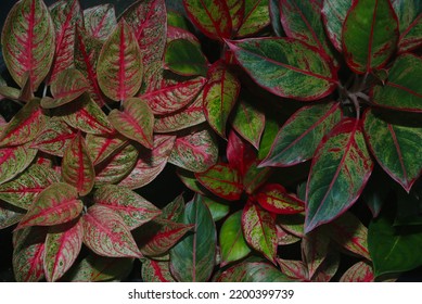 Seamless Pattern Dark Leaf Background