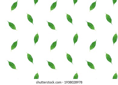 Feuille Verte Fond Blanc High Res Stock Images Shutterstock