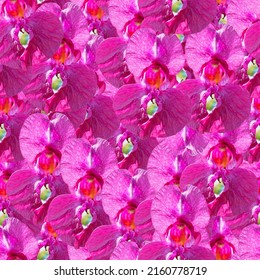 Seamless pattern of Himalayan balsam, Impatiens glandulifera blooming flower. Policeman Helmet plant, Bobby Tops