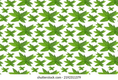 Seamless Pattern Mint Plant Isolated On White.